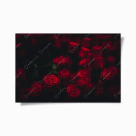 Poster composizione di rose rosse su sfondo scuro • Wallissimo®