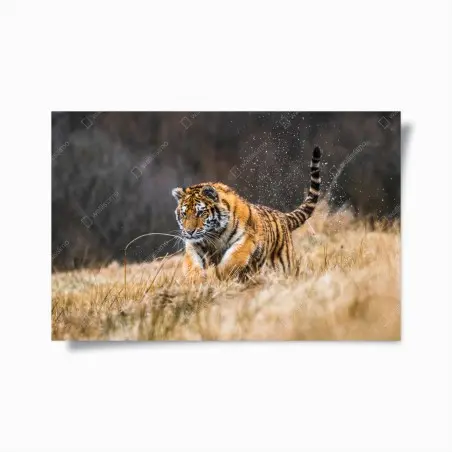 Poster tigre siberiana in corsa tra le betulle • Wallissimo®