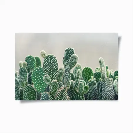 Poster texture di opuntia: stampa botanica verde • Wallissimo®