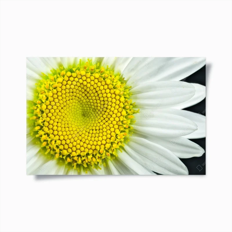 Poster spirale geometrica di margherita