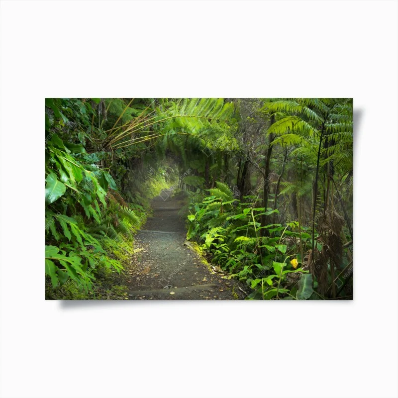 Poster sentiero nella foresta pluviale di Kilauea Iki, Volcanoes National Park