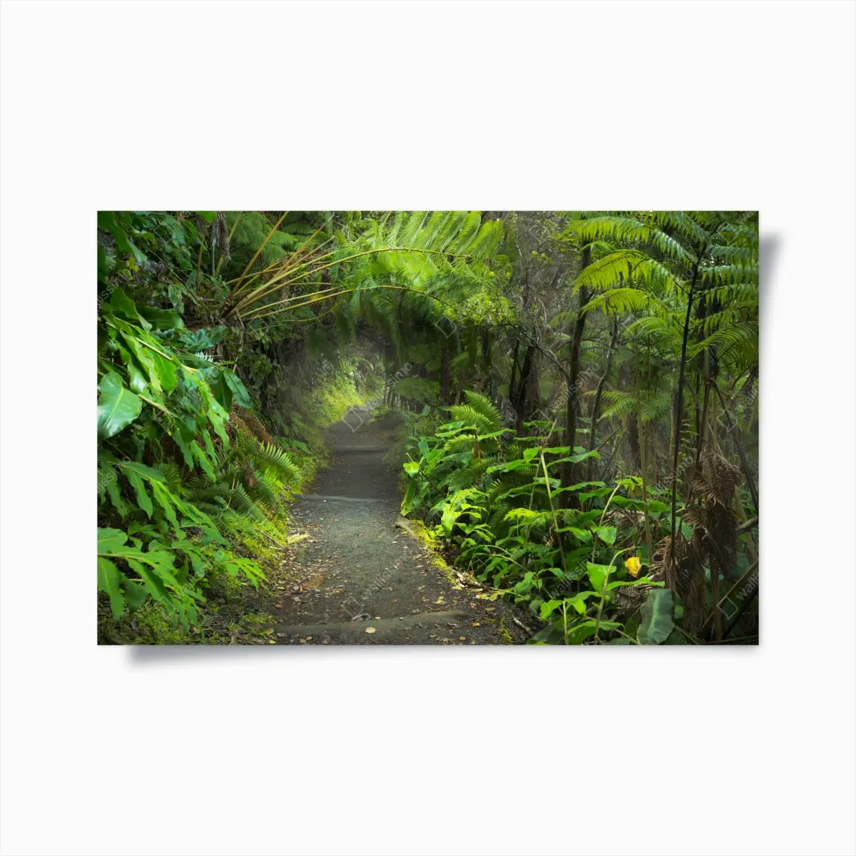 Poster sentiero nella foresta pluviale di Kilauea Iki, Volcanoes National Park • Wallissimo®