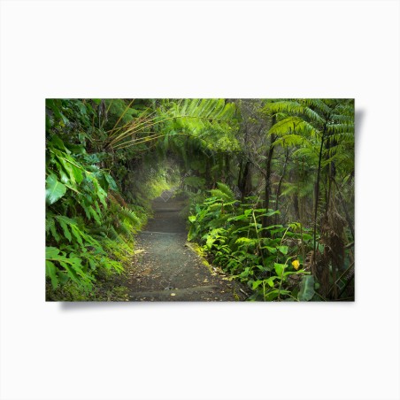 Poster sentiero nella foresta pluviale di Kilauea Iki, Volcanoes National Park • Wallissimo®