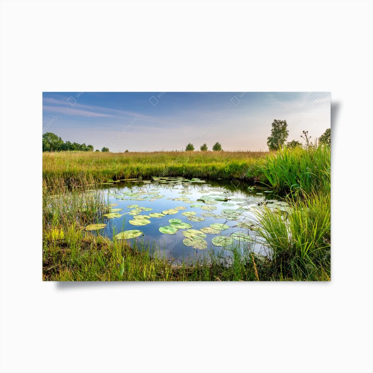 Poster riflessi sullo stagno di ninfee • Wallissimo® Poster riflessi sullo stagno di ninfee • Wallissimo®