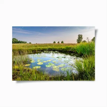 Poster riflessi sullo stagno di ninfee • Wallissimo®