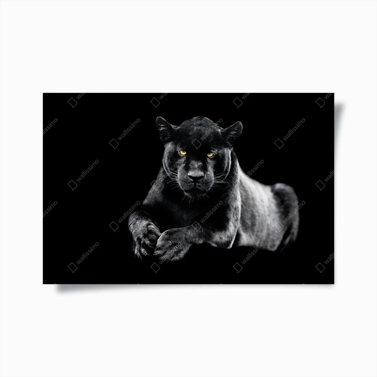 Poster sguardo maestoso della pantera nera • Wallissimo® Poster sguardo maestoso della pantera nera • Wallissimo®