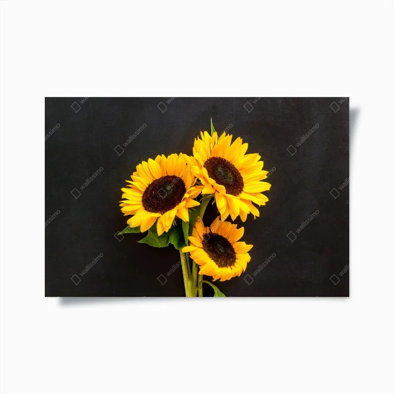 Poster girasoli su sfondo scuro