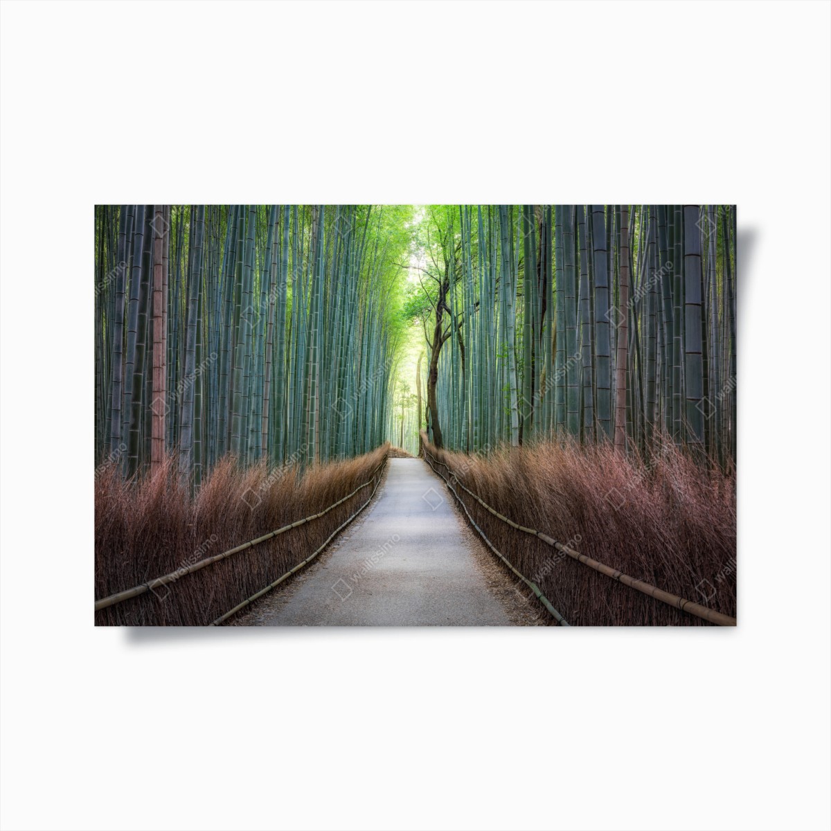 Poster viale nella foresta di bambù • Wallissimo®