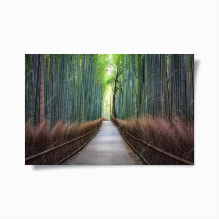 Poster viale nella foresta di bambù • Wallissimo®