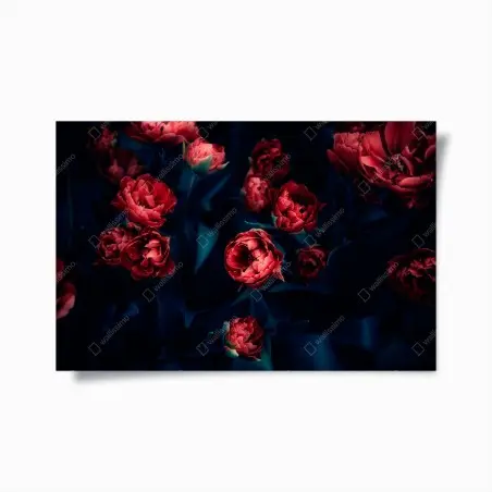 Poster fiori rossi su sfondo scuro • Wallissimo®