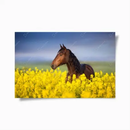 Poster cavallo baio tra i fiori di colza • Wallissimo®