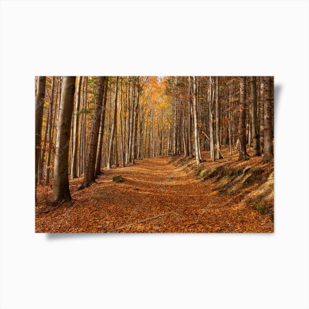 Poster sentiero d'autunno nel bosco dorato • Wallissimo®