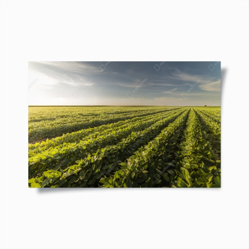 Poster tramonto sul campo di soia