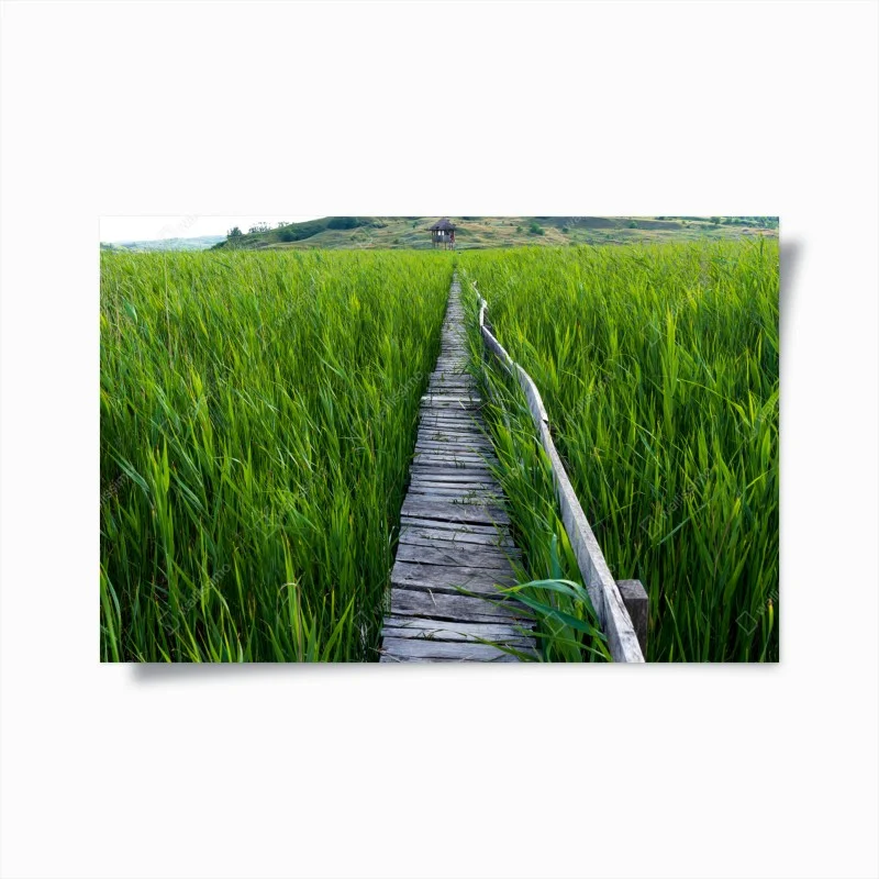 Poster sentiero di legno nel canneto