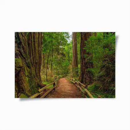 Poster sentiero nella foresta di sequoie • Wallissimo®