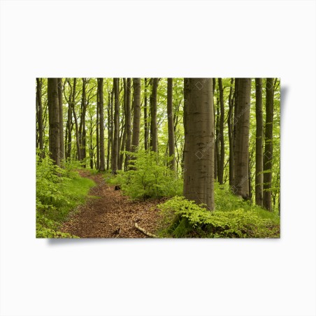 Poster sentiero nel bosco verde • Wallissimo®