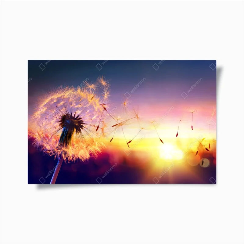 Poster soffione dorato al tramonto