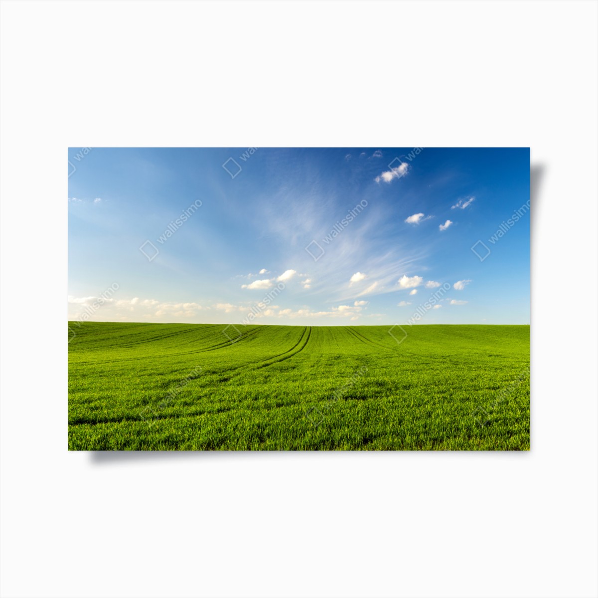 Poster panorama primaverile campo di grano verde • Wallissimo®