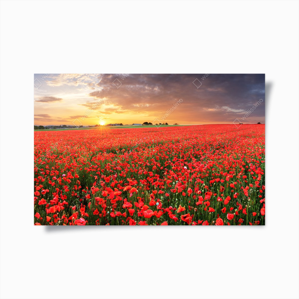 Poster tramonto sul campo di papaveri • Wallissimo®