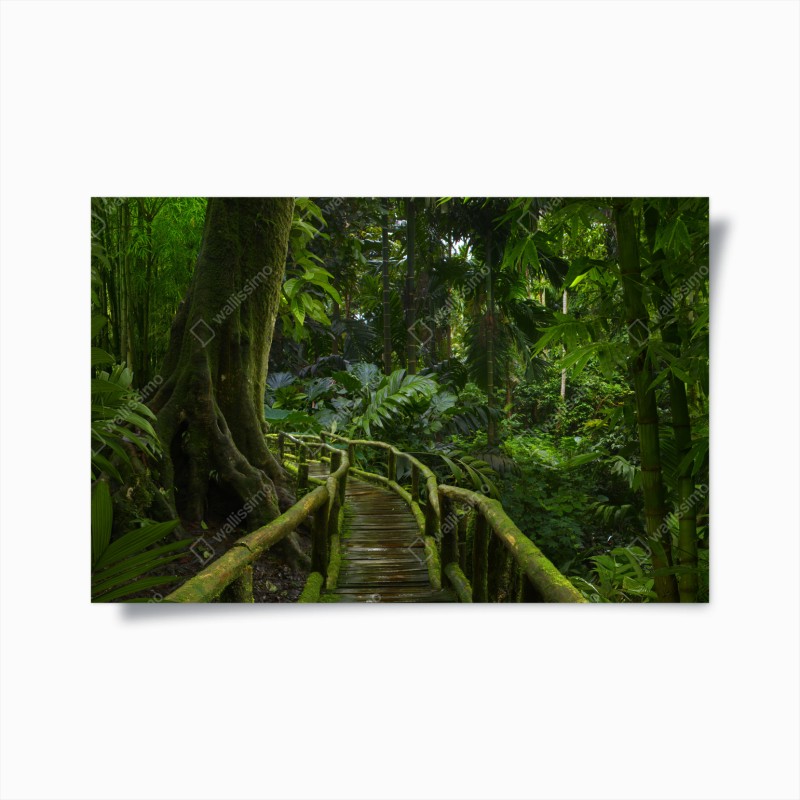 Poster passerella nella foresta pluviale lussureggiante