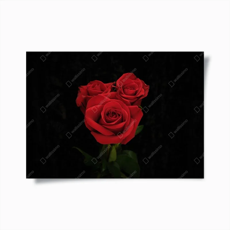 Poster eleganza di rose rosse su sfondo nero