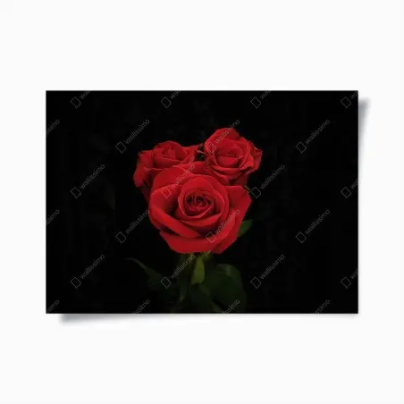 Poster eleganza di rose rosse su sfondo nero • Wallissimo®