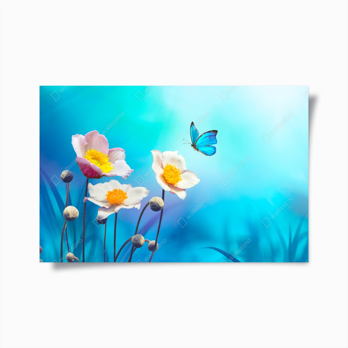 Poster anemoni rosa e farfalla blu su sfondo celeste • Wallissimo®
