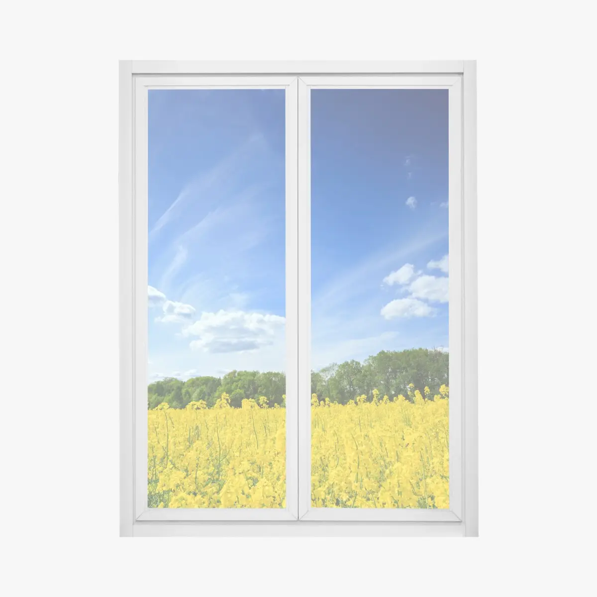 Adesivo per finestra campo di colza in fiore in Polonia • Wallissimo®