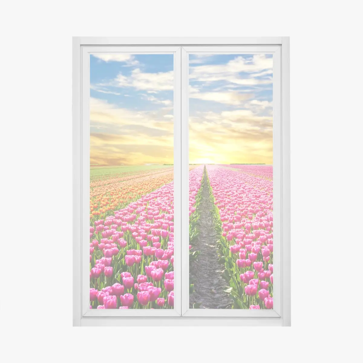 Adesivo per finestra campo di tulipani al tramonto nei Paesi Bassi • Wallissimo®