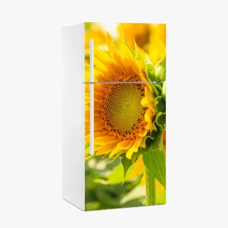 Adesivo per frigorifero girasole in primo piano dal colore solare • Wallissimo®