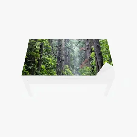 Adesivo per tavolo e scrivania sentiero silenzioso nella foresta secolare • Wallissimo®