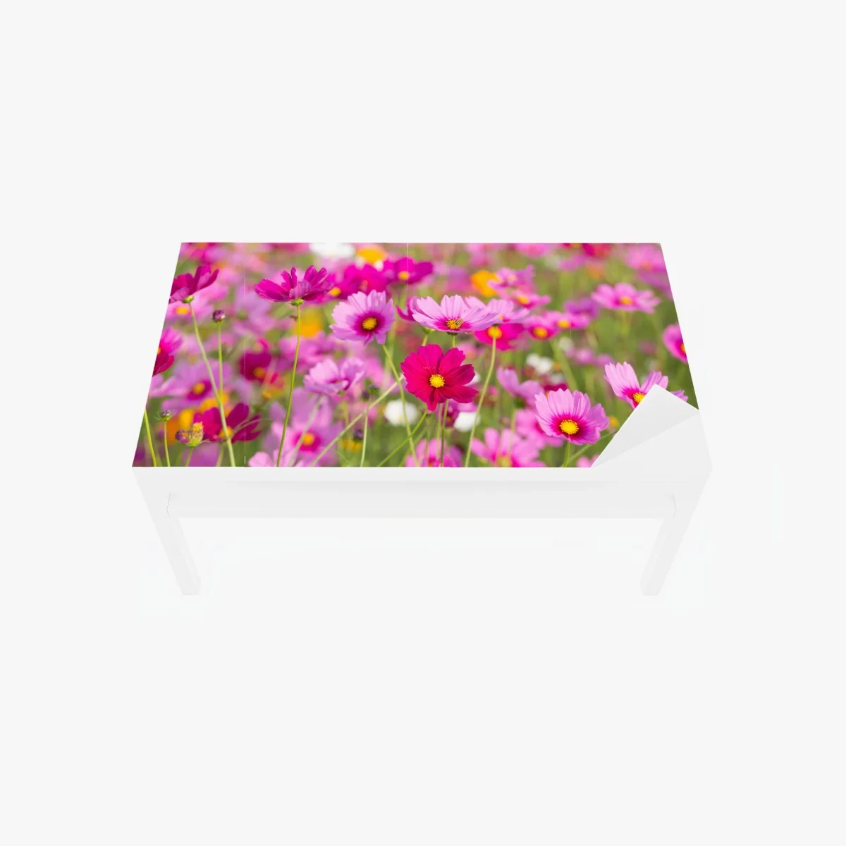 Adesivo per tavolo e scrivania campo di cosmee rosa • Wallissimo® Adesivo per tavolo e scrivania campo di cosmee rosa • Wallissimo®