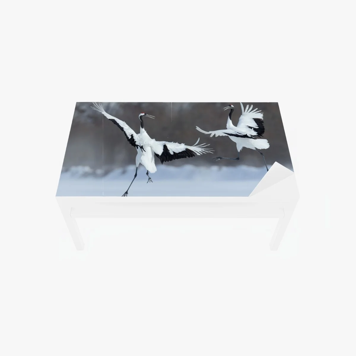 Adesivo per tavolo e scrivania danza delle gru di Hokkaido nella neve • Wallissimo® Adesivo per tavolo e scrivania danza delle gru di Hokkaido nella neve • Wallissimo®