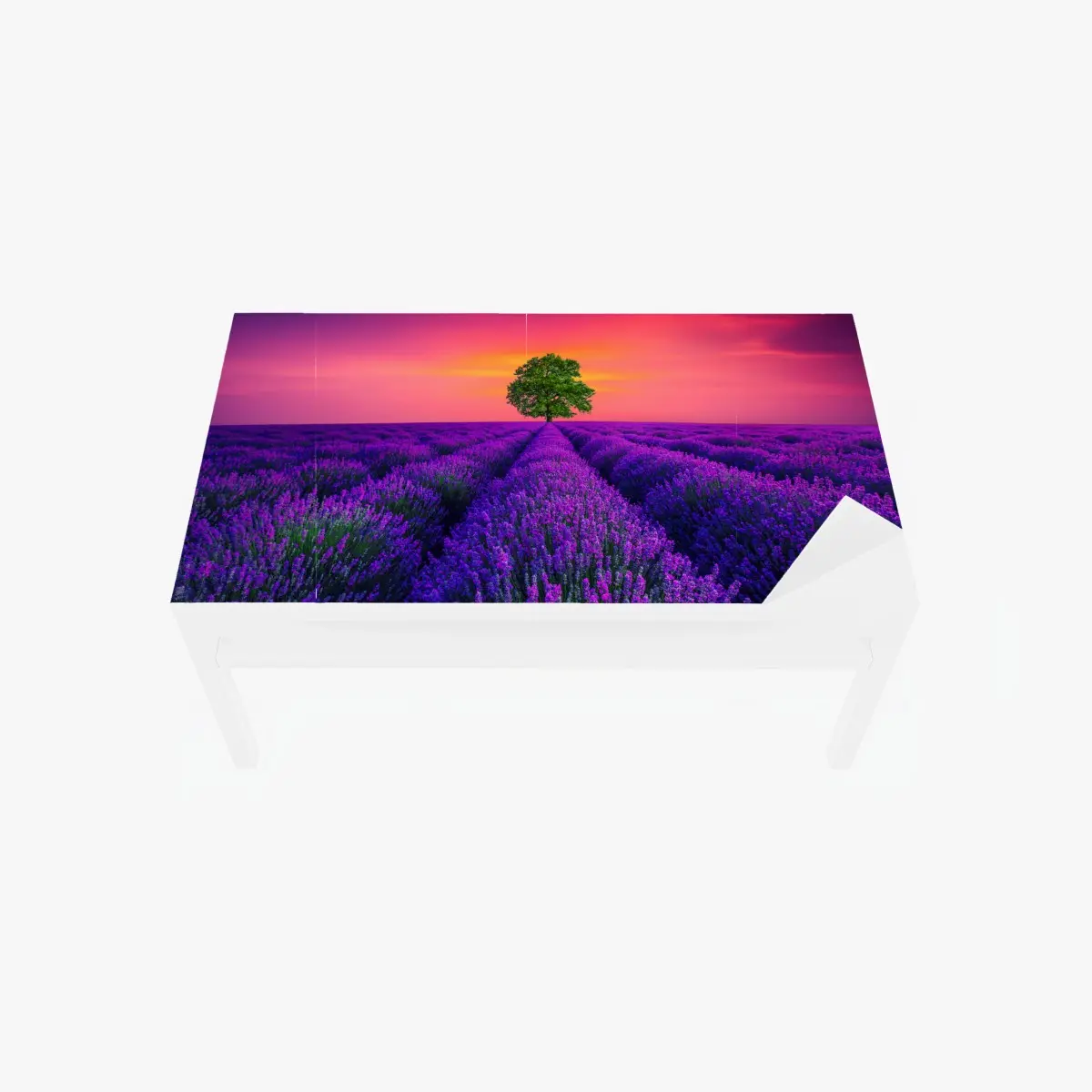 Adesivo per tavolo e scrivania albero solitario nel campo di lavanda al tramonto • Wallissimo®