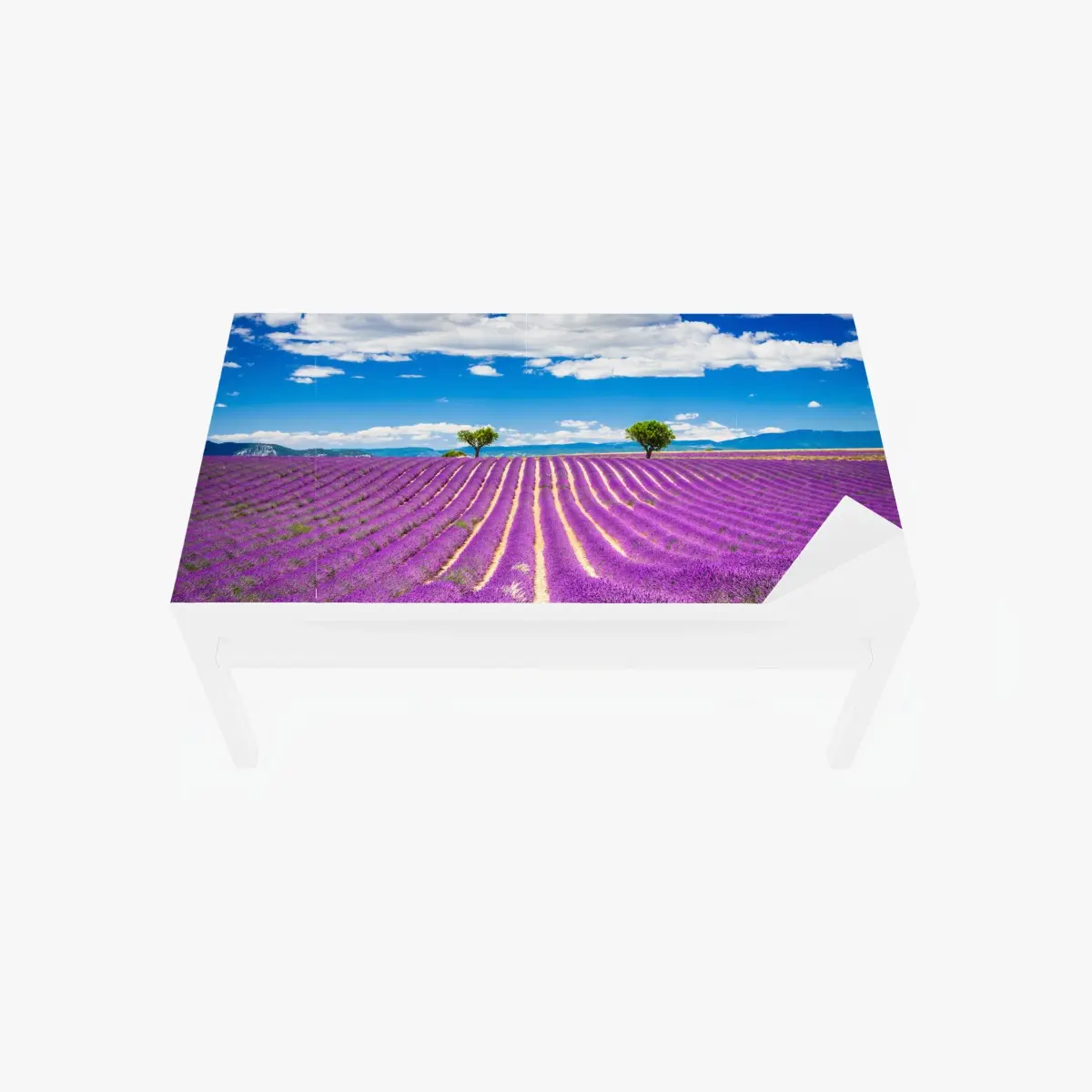 Adesivo per tavolo e scrivania campo di lavanda a Valensole, Provenza • Wallissimo®