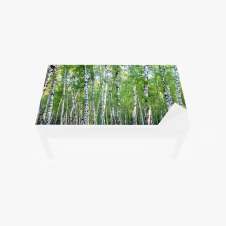 Adesivo per tavolo e scrivania bosco di betulle estivo: luce e freschezza • Wallissimo®