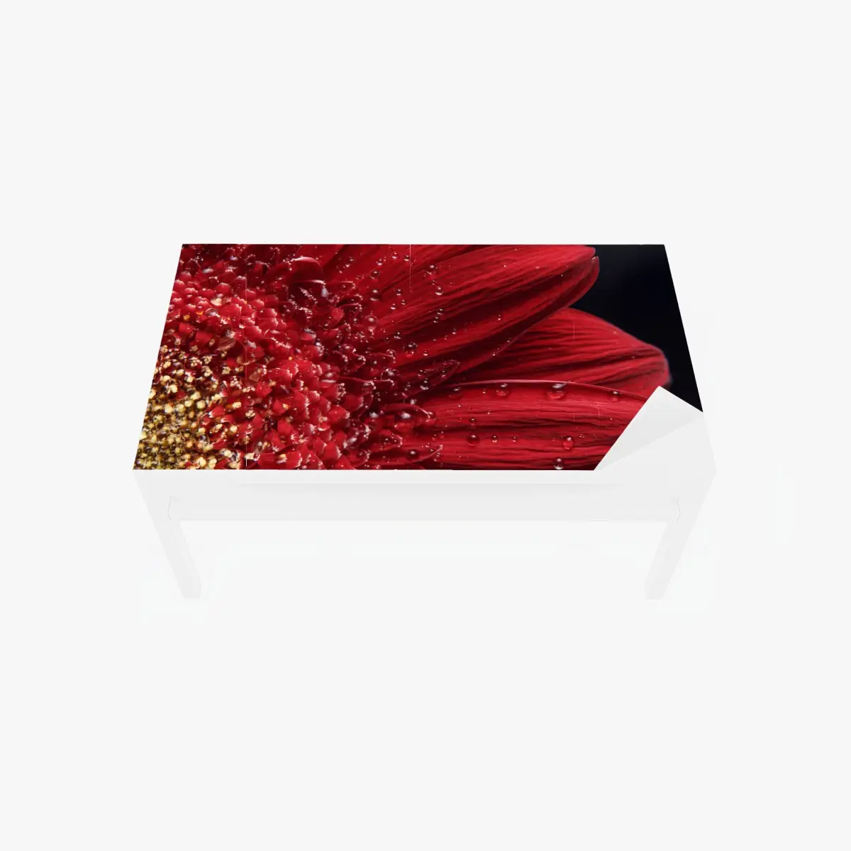 Adesivo per tavolo e scrivania gerbera rossa in macro con gocce di rugiada • Wallissimo®