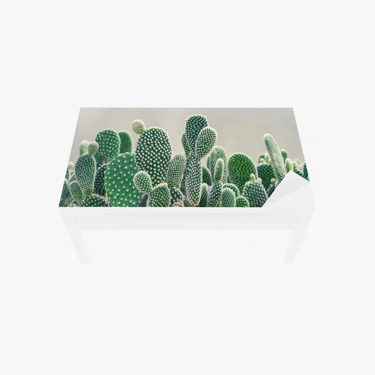 Adesivo per tavolo e scrivania texture di opuntia: stampa botanica verde • Wallissimo®