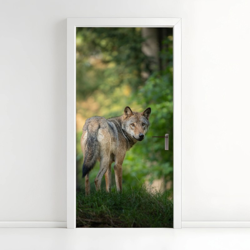 Adesivo per porta sguardo del lupo nella foresta
