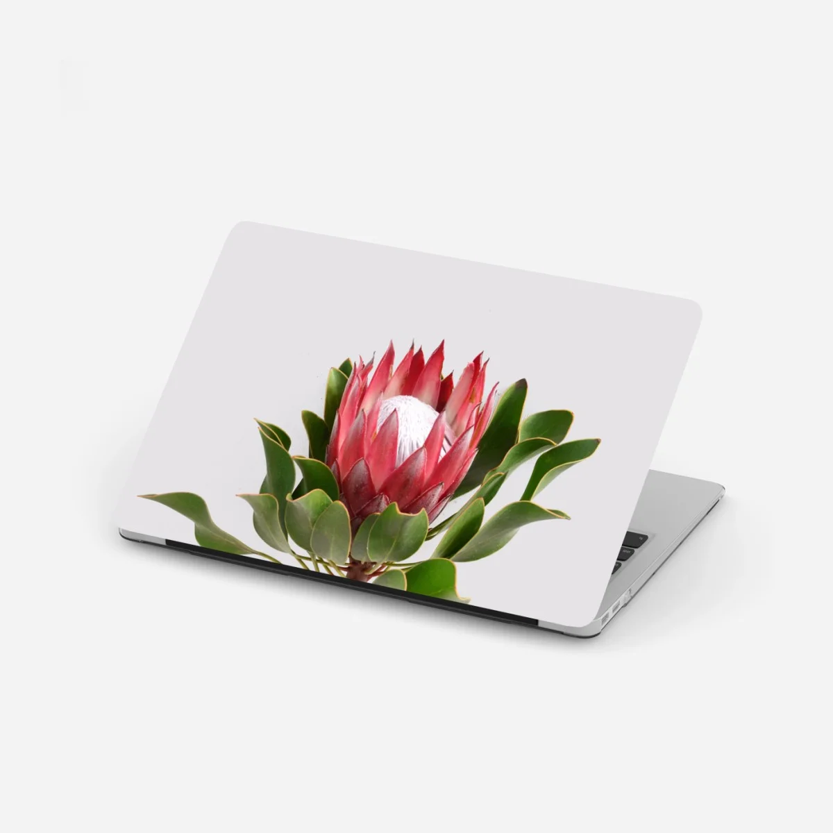 Adesivo per laptop protea regale su sfondo minimalista • Wallissimo® Adesivo per laptop protea regale su sfondo minimalista • Wallissimo®