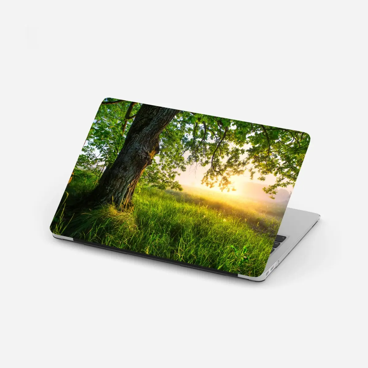 Adesivo per laptop quercia maestosa al mattino dorato • Wallissimo®