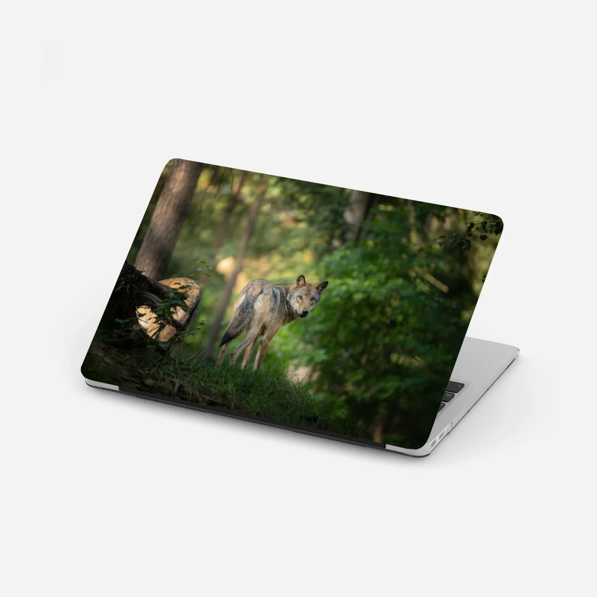 Adesivo per laptop sguardo del lupo nella foresta • Wallissimo® Adesivo per laptop sguardo del lupo nella foresta • Wallissimo®