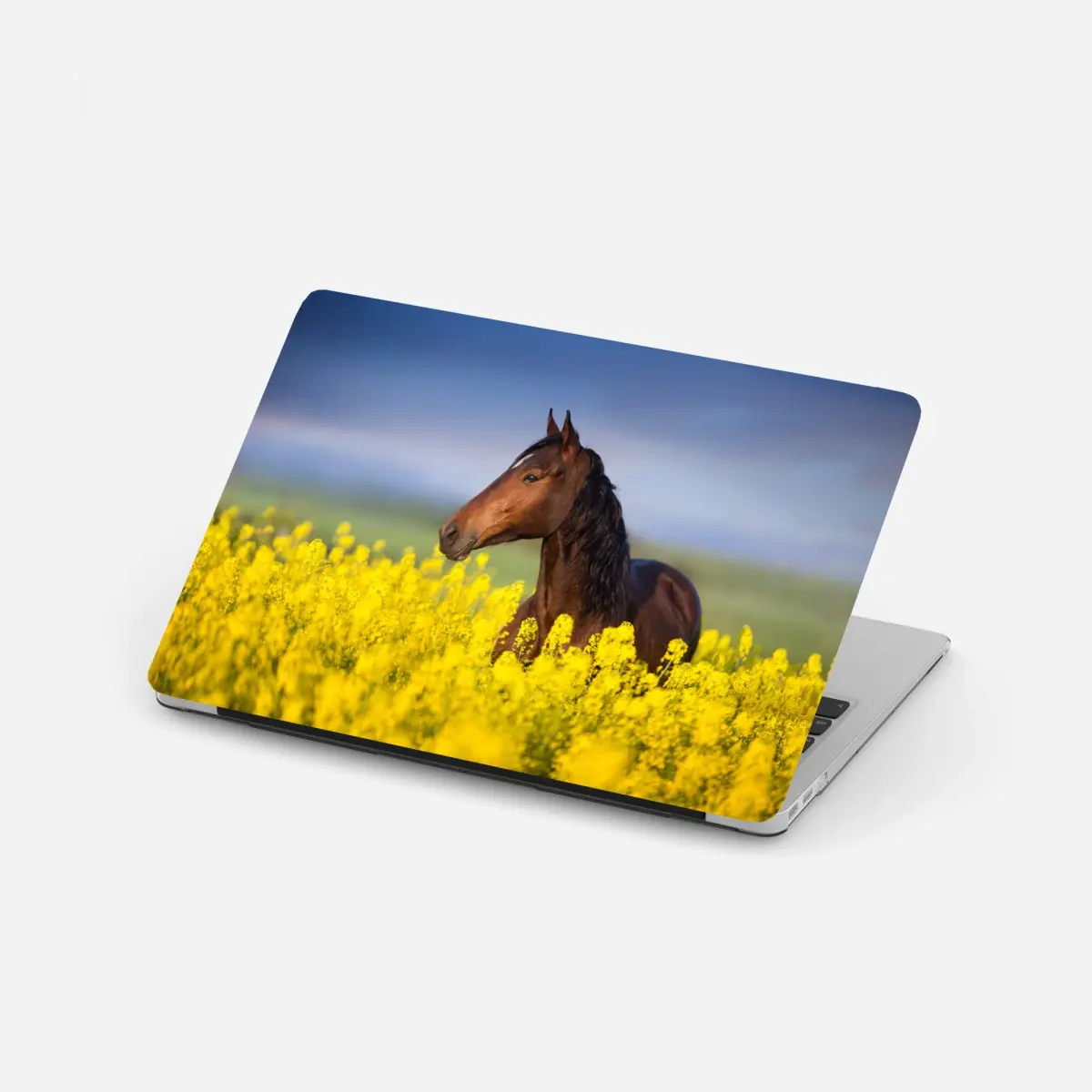 Adesivo per laptop cavallo baio tra i fiori di colza • Wallissimo®