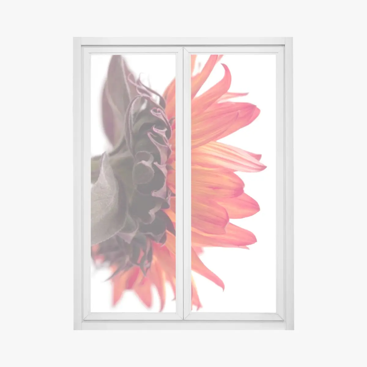 Adesivo per finestra girasole arancione in dettaglio • Wallissimo®