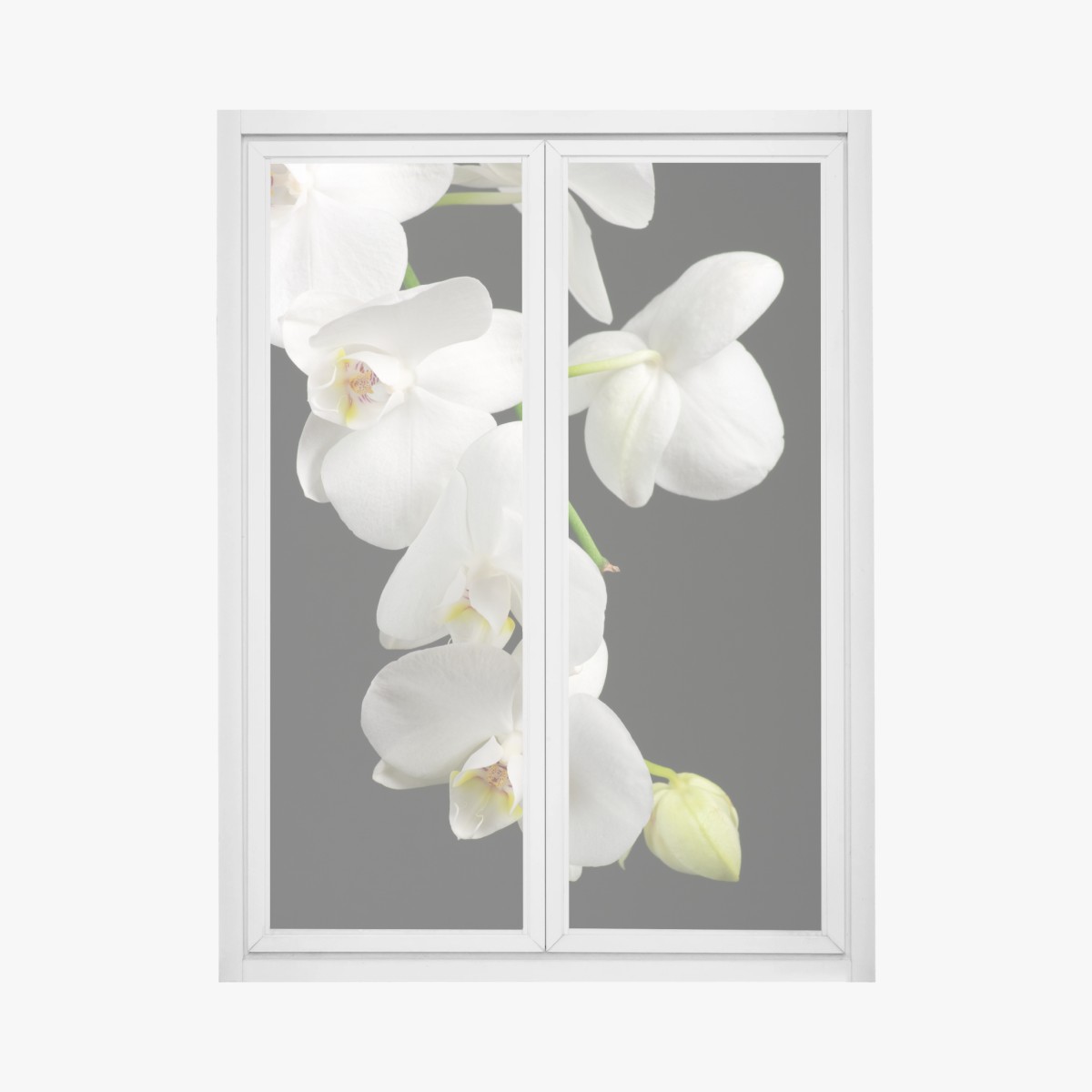 Adesivo per finestra eleganza di orchidee bianche su sfondo nero • Wallissimo®