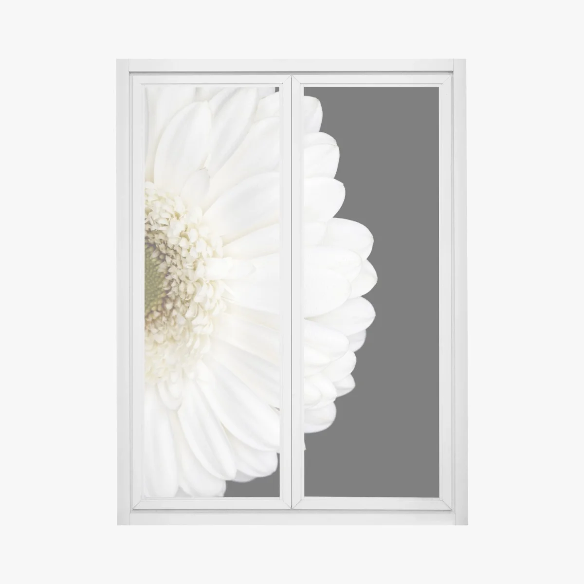 Adesivo per finestra gerbera bianca su sfondo nero • Wallissimo® Adesivo per finestra gerbera bianca su sfondo nero • Wallissimo®