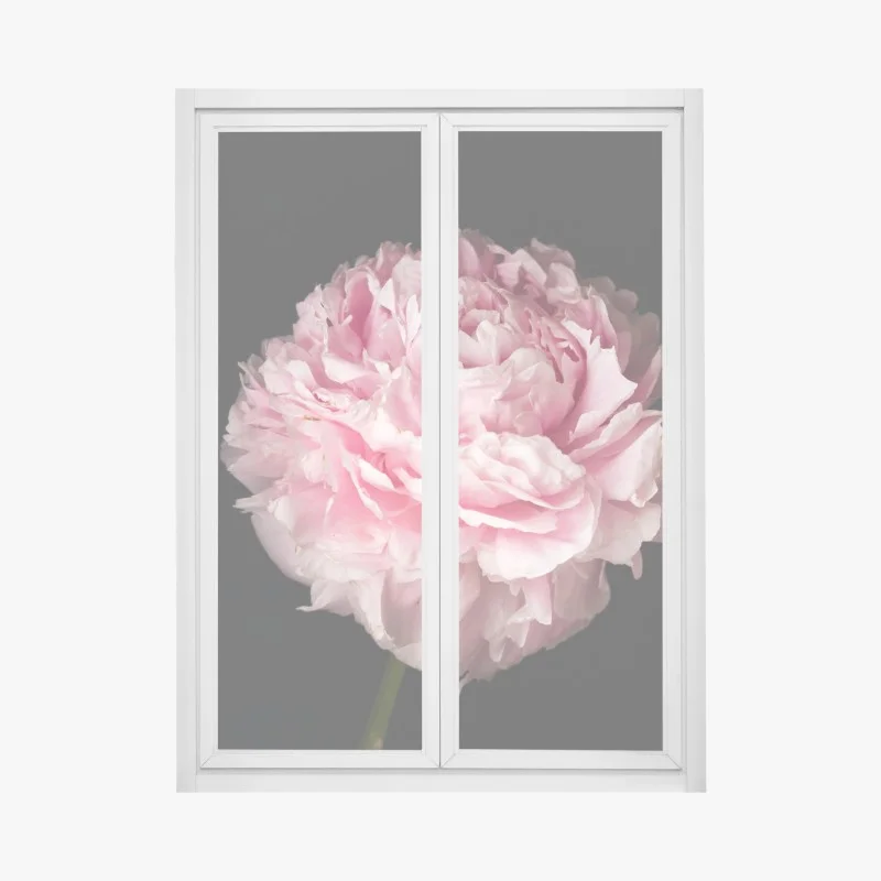Adesivo per finestra peonia rosa in primo piano su sfondo nero