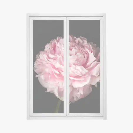 Adesivo per finestra peonia rosa in primo piano su sfondo nero • Wallissimo®