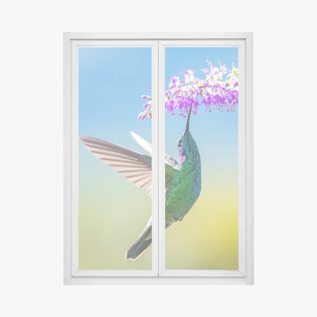 Adesivo per finestra colibrì smeraldo in volo tra fiori viola • Wallissimo® Adesivo per finestra colibrì smeraldo in volo tra fiori viola • Wallissimo®