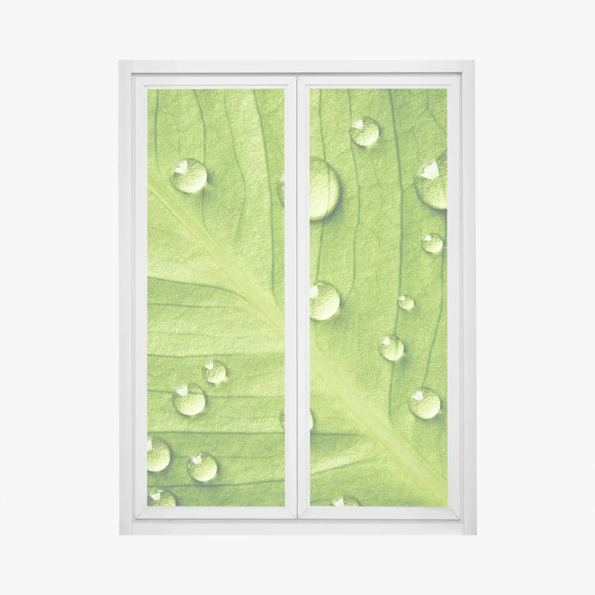 Adesivo per finestra foglia verde con gocce d'acqua • Wallissimo®